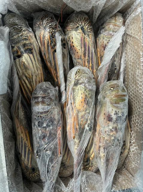 FRESH FROZEN LOBSTER (Panulirus argus & Panulirus laevicauda) – PREMIUM BRAZIL ORIGIN - Image 3